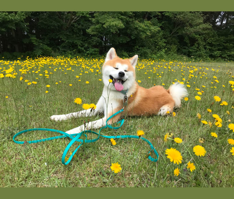 Taiyo, an Akita Inu tested with EmbarkVet.com