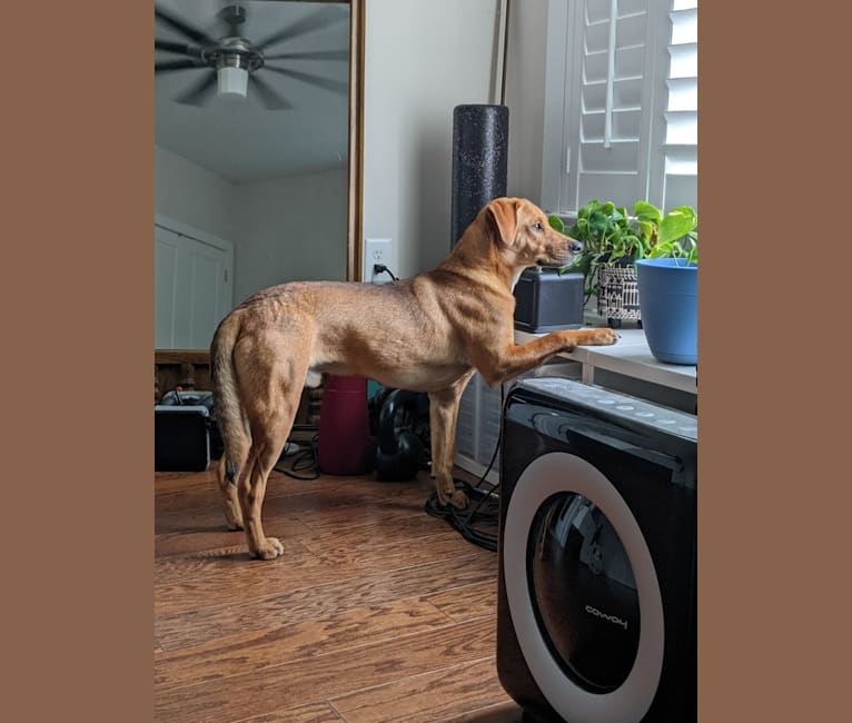 Photo of Remy, a Chow Chow, Beagle, American Pit Bull Terrier, Labrador Retriever, German Shepherd Dog, and Mixed mix in Durham, North Carolina, USA