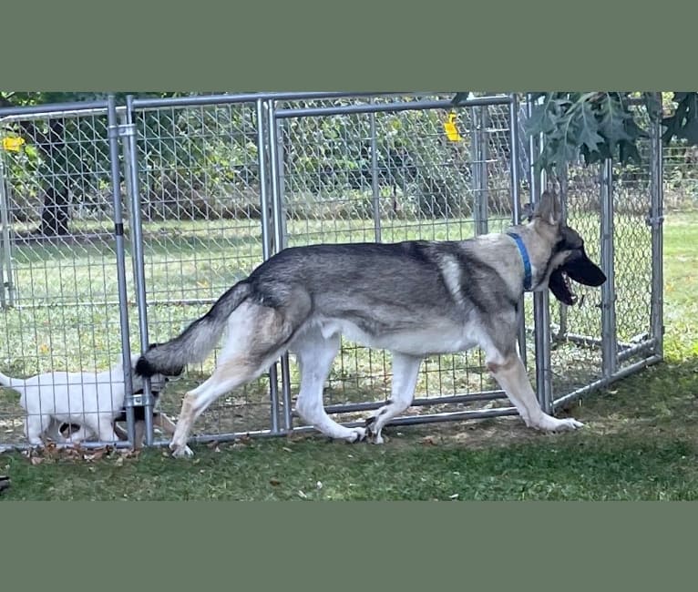 River, a German Shepherd Dog tested with EmbarkVet.com