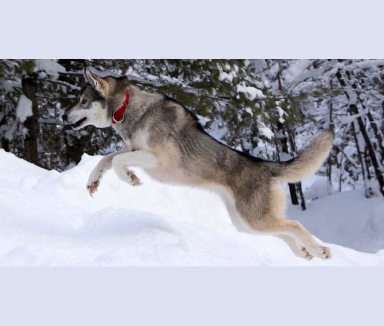 Tah, a Siberian Husky tested with EmbarkVet.com