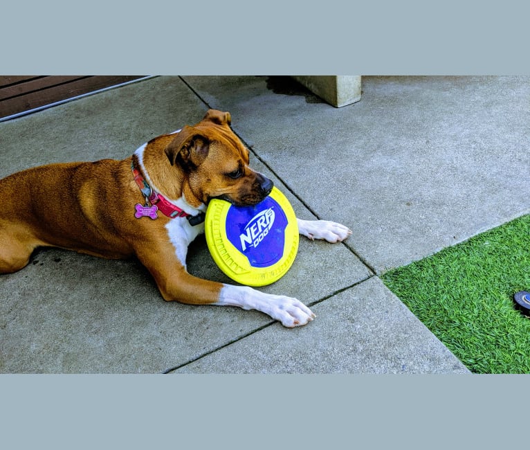 Photo of Ellie, a Boxer, American Pit Bull Terrier, and Mixed mix in San Jacinto, California, USA