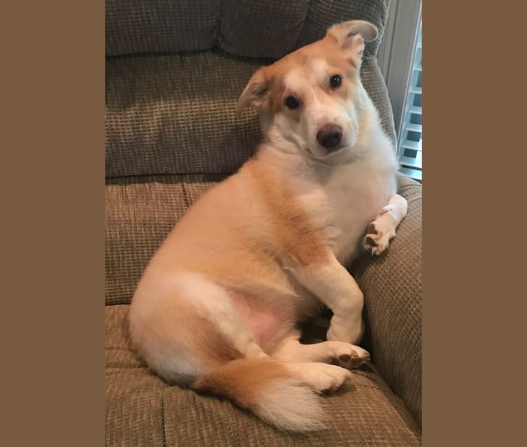 Brittany, a Staffordshire Terrier and Great Pyrenees mix tested with EmbarkVet.com