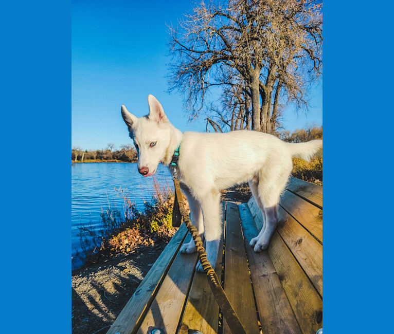 Photo of Lucian, a Siberian Husky  in Minnesota, USA