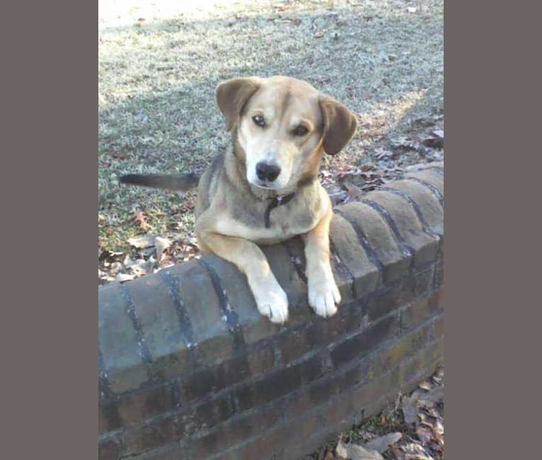 Gage, a Siberian Husky and Beagle mix tested with EmbarkVet.com