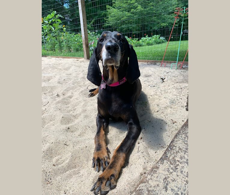 Lacy, a Black and Tan Coonhound tested with EmbarkVet.com