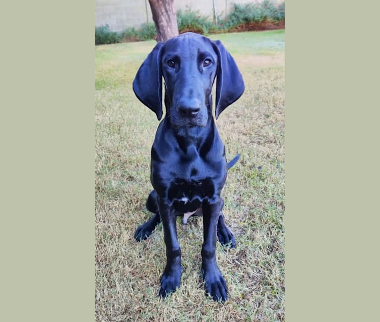 Benny, a Bloodhound and Great Dane mix tested with EmbarkVet.com