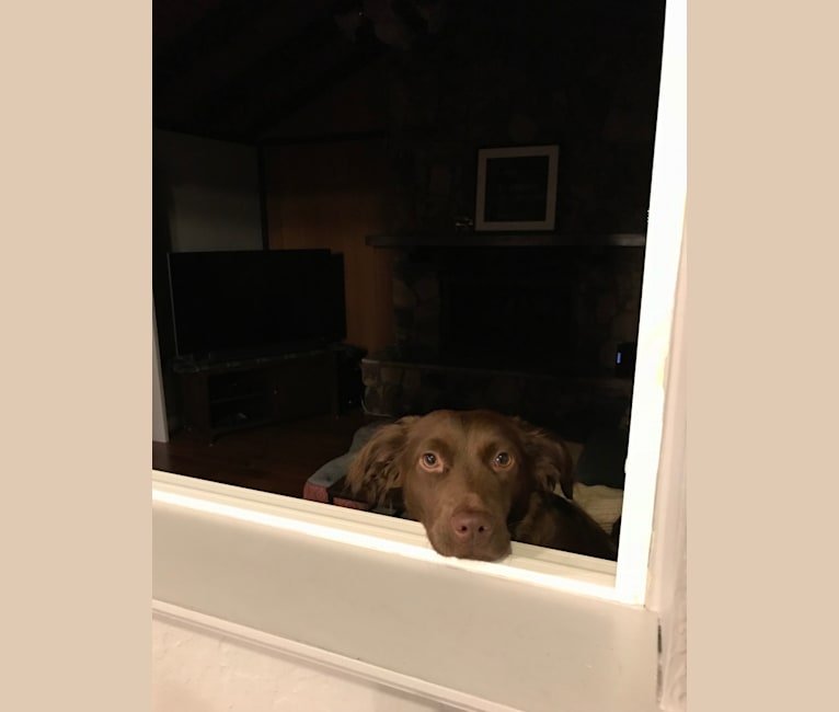 embark dog dna test breed