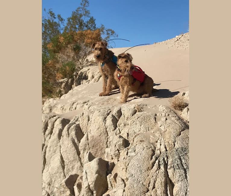 Photo of HOOLIGAN, an Irish Terrier  in California, USA