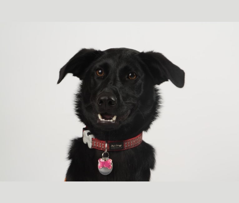 Chula, a Formosan Mountain Dog tested with EmbarkVet.com