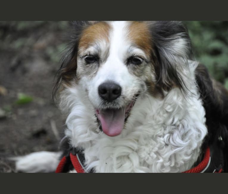 Turbo, an English Setter and Brittany mix tested with EmbarkVet.com