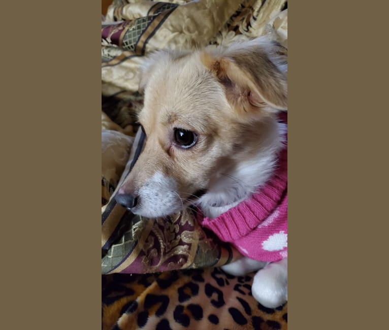 Peggy, a Chihuahua and Yorkshire Terrier mix tested with EmbarkVet.com