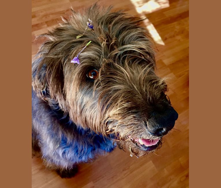 Embark Dog DNA Test Breed