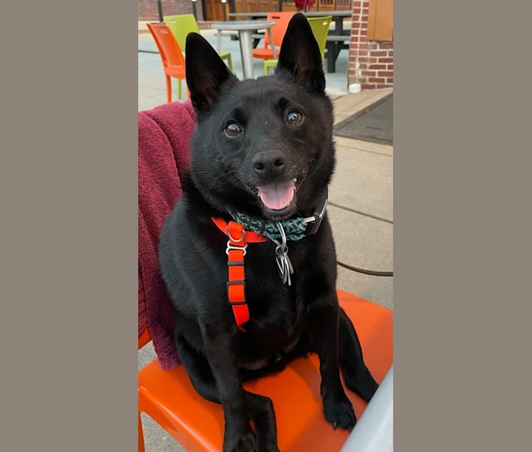 Reilly, a Schipperke and Rat Terrier mix tested with EmbarkVet.com