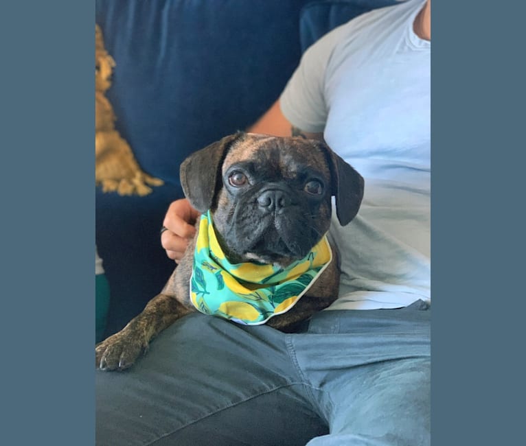 Photo of Watson, a French Bulldog and Pug mix in South Korea