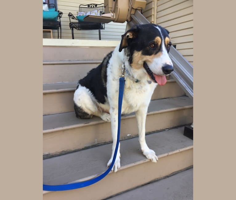 BAXTER, a Great Pyrenees and Border Collie mix tested with EmbarkVet.com