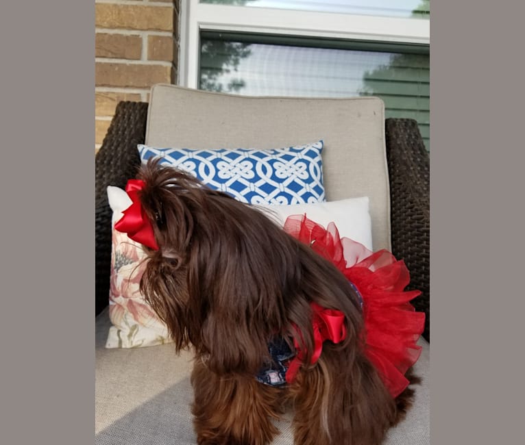 Photo of Hayley, a Shih Tzu  in Tennessee, USA