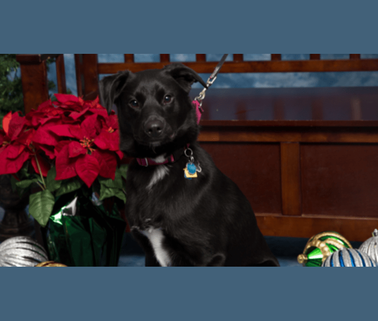 Bella, an American Staffordshire Terrier and Labrador Retriever mix tested with EmbarkVet.com