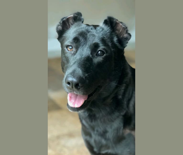 Embark Dog Dna Test Breed