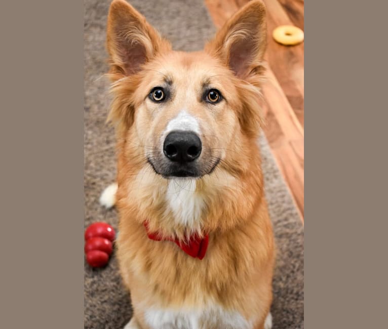 Bear a dog tested with EmbarkVet.com