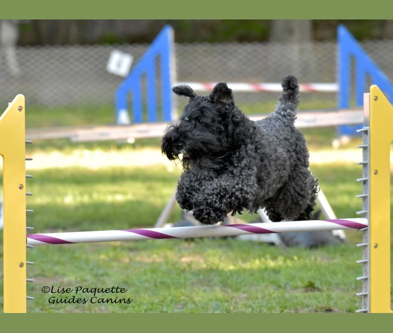 Photo of Berry Bond, a Kerry Blue Terrier  in Magog, QC, Canada