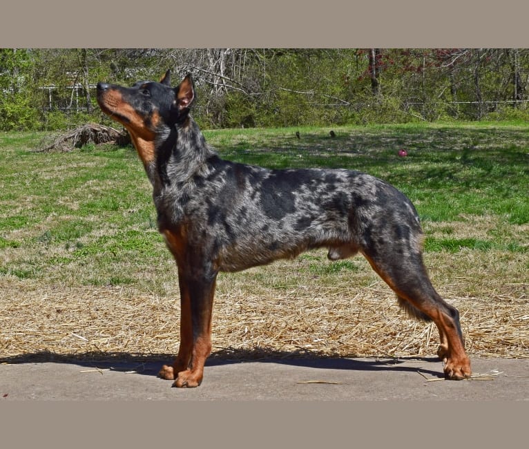 beauceron blue merle