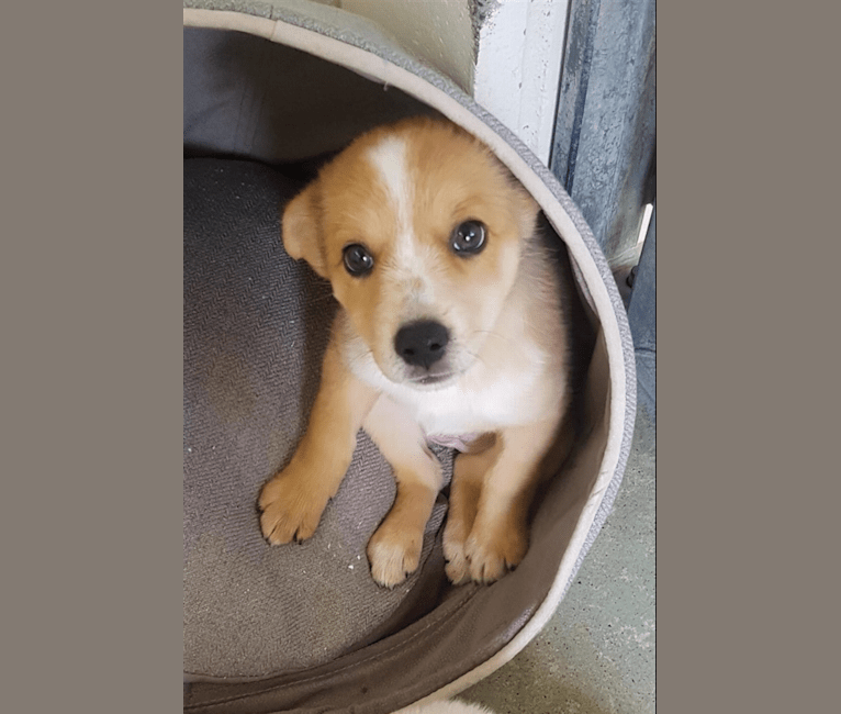 Chamonix, an Australian Cattle Dog and Australian Kelpie mix tested with EmbarkVet.com