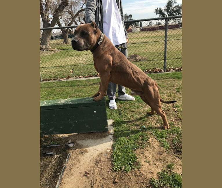 Storm King, an American Bully tested with EmbarkVet.com