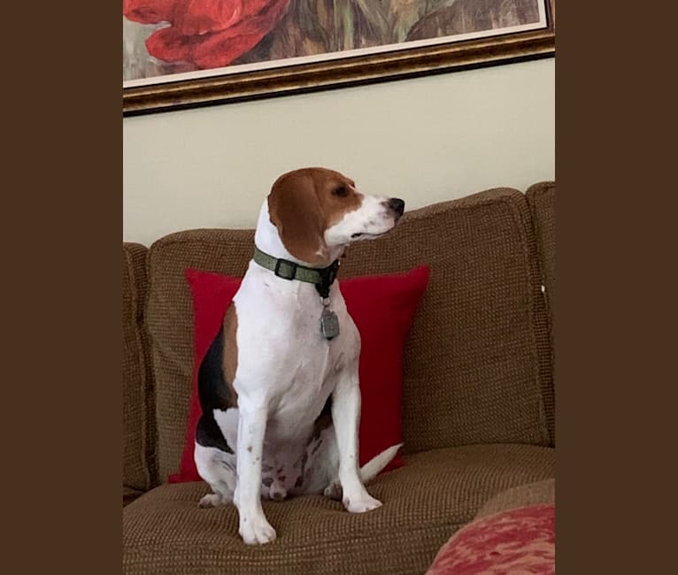 Oliver, a Beagle tested with EmbarkVet.com