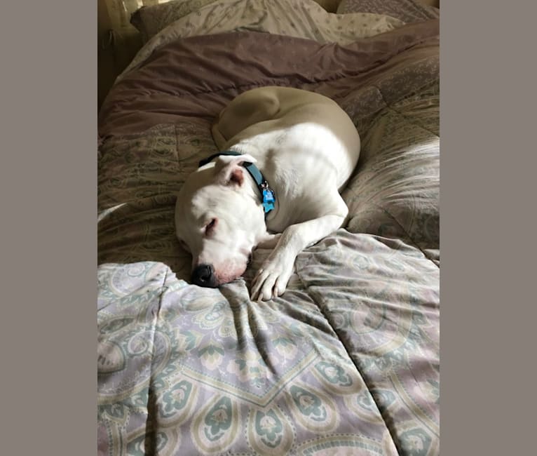 Photo of Peepers, an American Pit Bull Terrier and American Bulldog mix