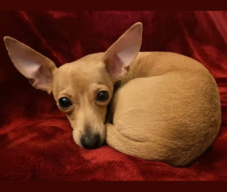 Oliver, a Chihuahua and Poodle (Small) mix tested with EmbarkVet.com