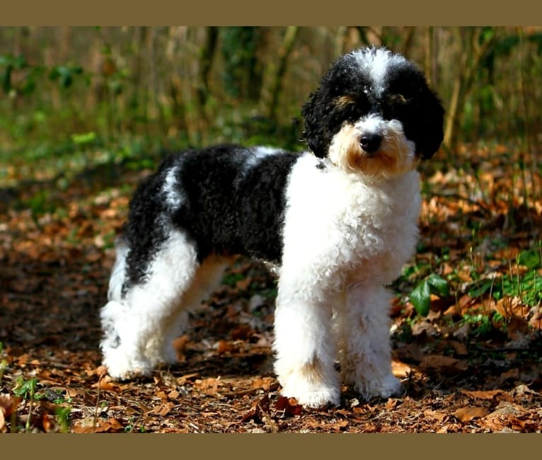 Embark Dog DNA Test - Breed