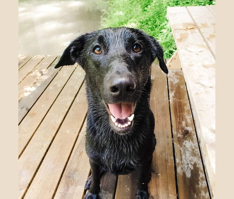 Malinois outlet lab mix