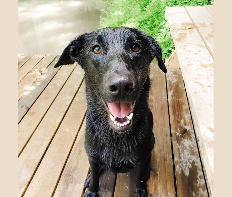 Emmitt, a Belgian Malinois and Labrador Retriever mix tested with EmbarkVet.com