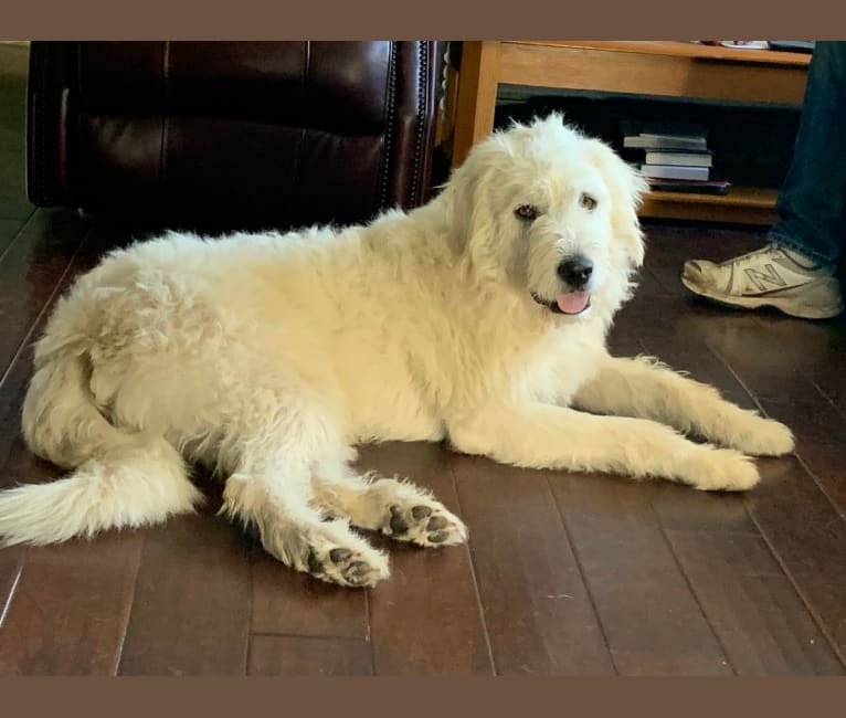 Phinehas, a Great Pyrenees and Komondor mix tested with EmbarkVet.com