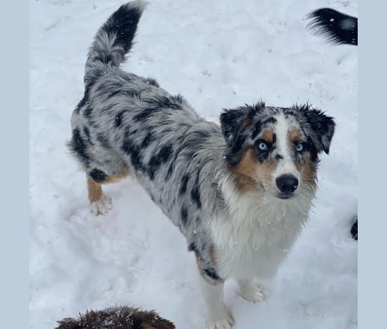 Stella, an Australian Shepherd tested with EmbarkVet.com