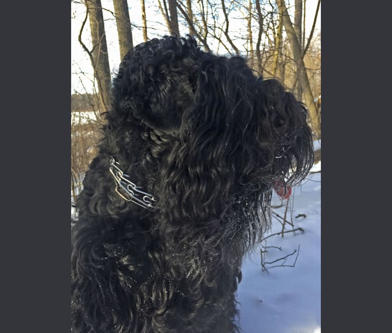 Photo of Kicka, a Black Russian Terrier  in London, ON, Canada