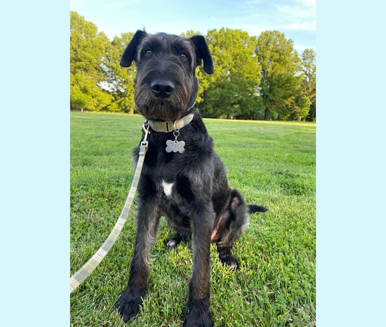 Earl, an Airedale Terrier and German Shepherd Dog mix tested with EmbarkVet.com