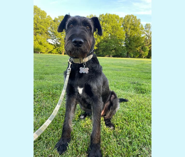 Embark Dog DNA Test Breed