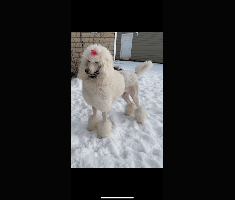 Photo of Dolly, a Poodle (Standard)  in Alaska, USA