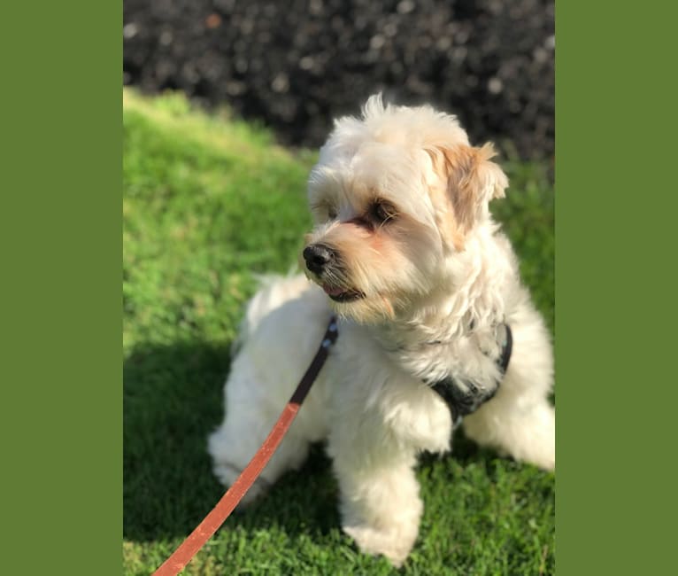 Louie, a Lhasa Apso and Havanese mix tested with EmbarkVet.com
