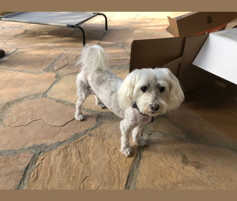 Toby, a Maltese tested with EmbarkVet.com
