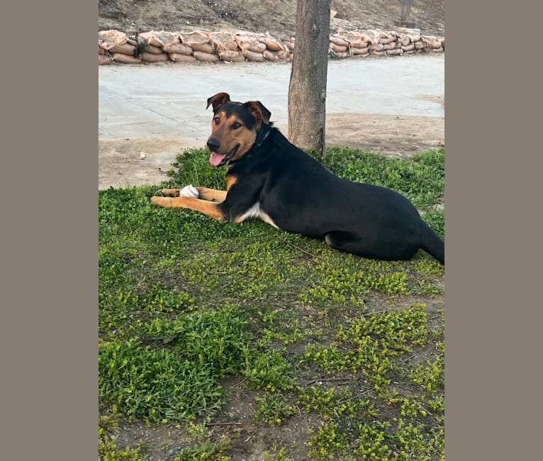 Zeus, a Doberman Pinscher and German Shepherd Dog mix tested with EmbarkVet.com