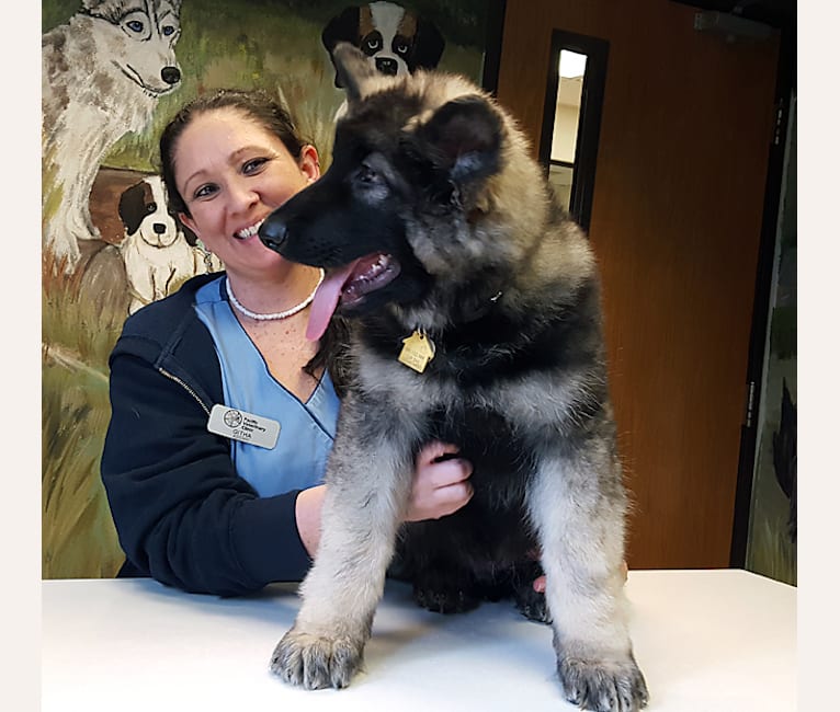 Lykos, a Shiloh Shepherd tested with EmbarkVet.com