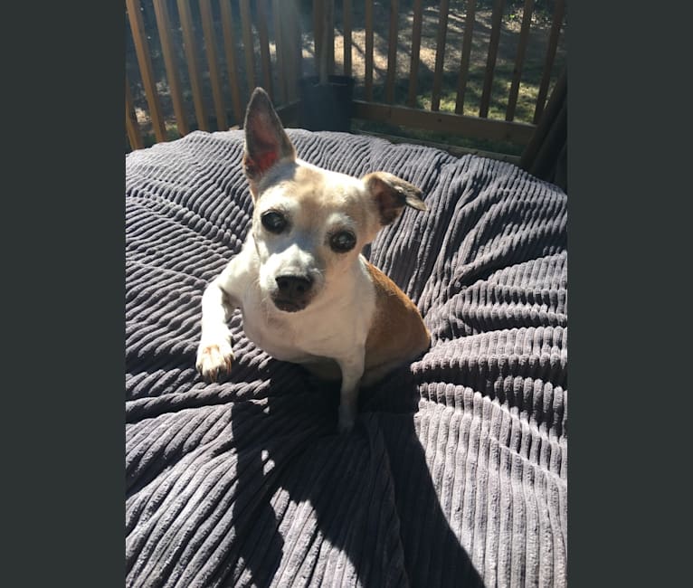 Photo of Roo, a Rat Terrier, Chihuahua, and Mixed mix in Hattiesburg, Mississippi, USA