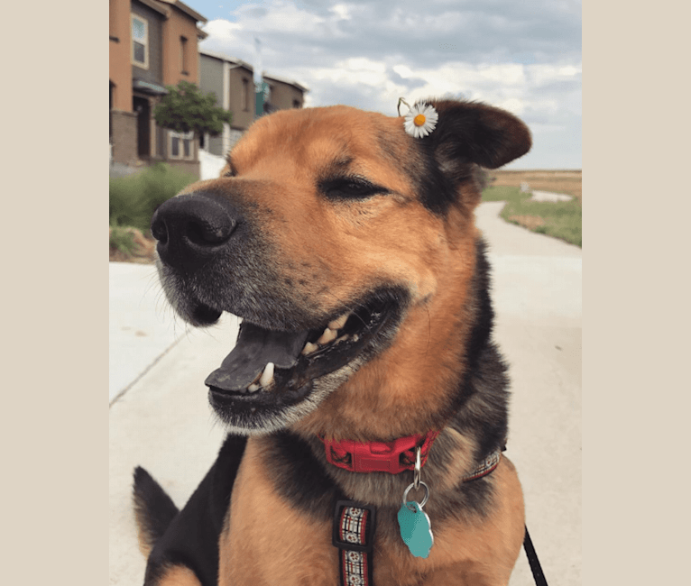 Snickers, a Chinese Shar-Pei and Australian Cattle Dog mix tested with EmbarkVet.com