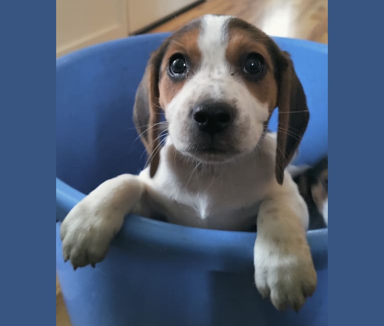 Cody, a Beagle tested with EmbarkVet.com