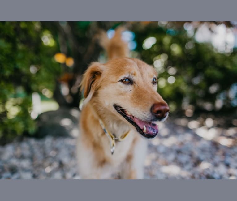 Tate, a Southeast Asian Village Dog tested with EmbarkVet.com