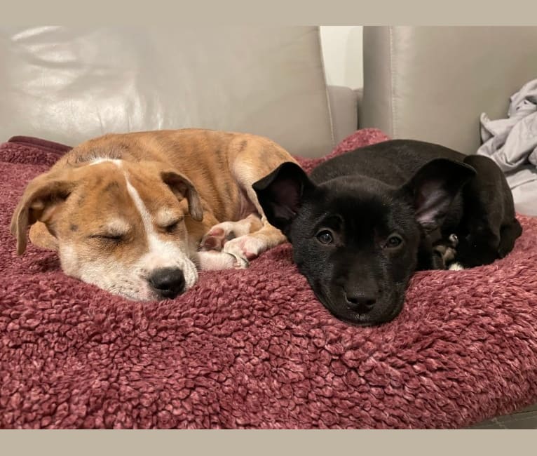 Photo of Tater Tot, an American Pit Bull Terrier, Australian Cattle Dog, and Boxer mix in New Orleans, Louisiana, USA