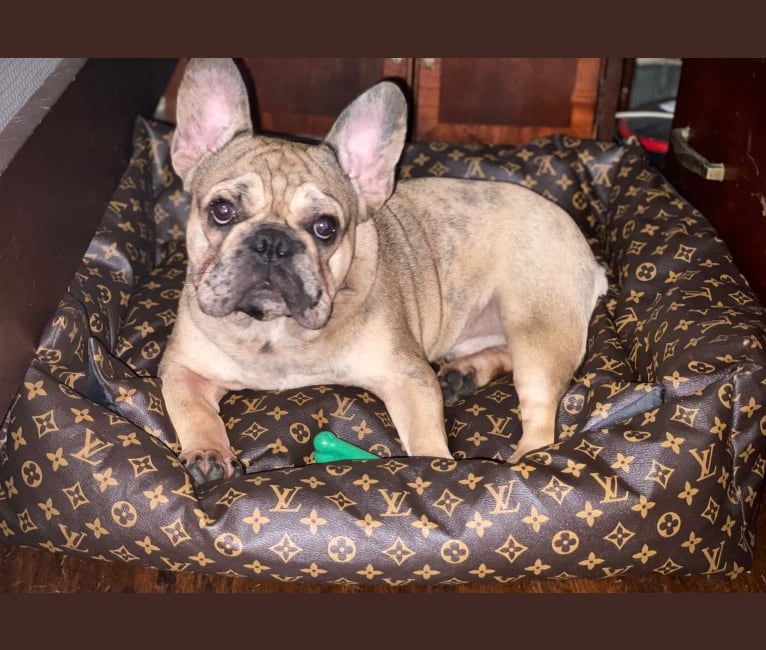 Louie, a French Bulldog and Bulldog mix tested with EmbarkVet.com