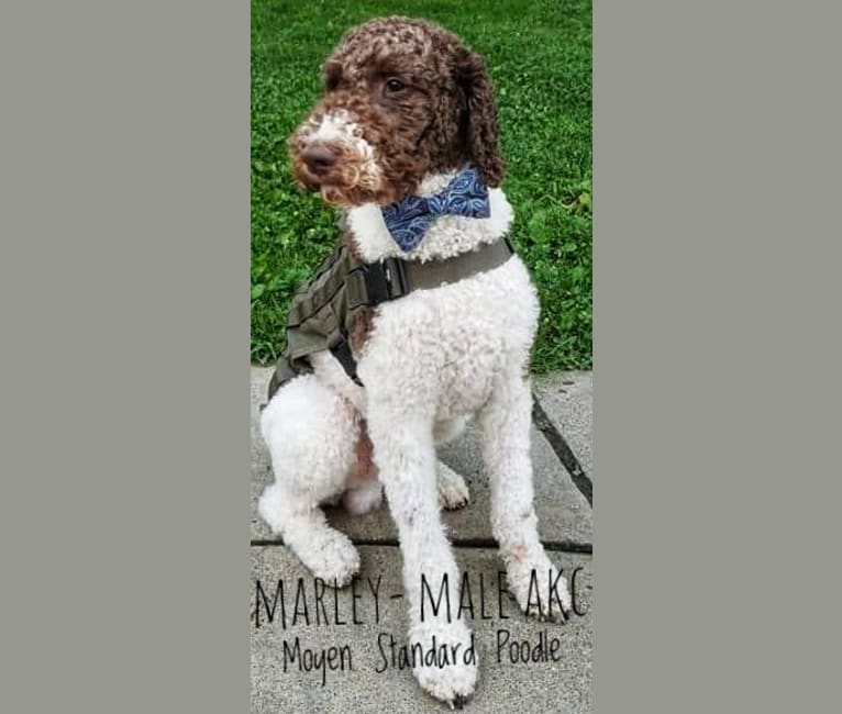 MARLEY, a Poodle (Standard) tested with EmbarkVet.com